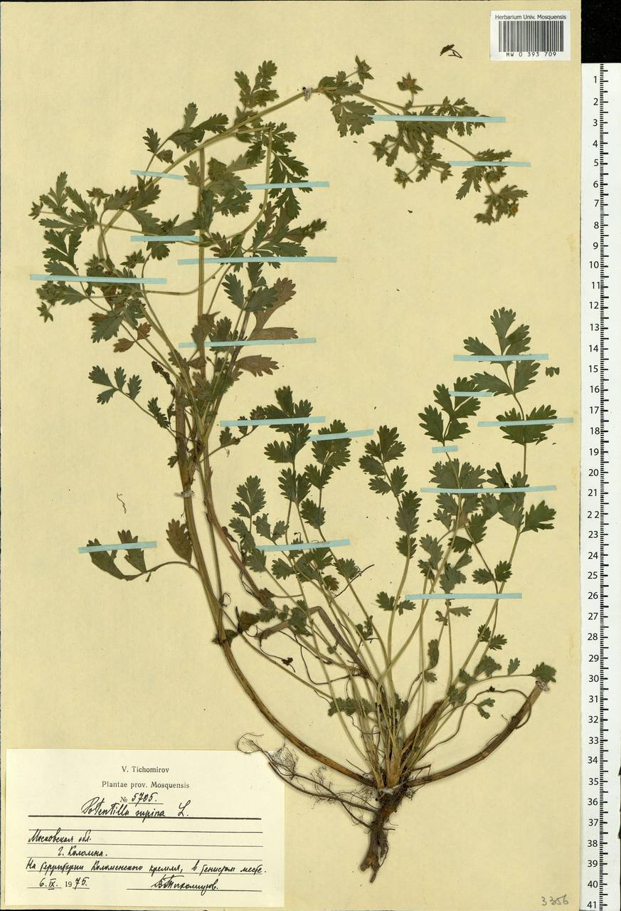 Potentilla supina L., Eastern Europe, Moscow region (E4a) (Russia)