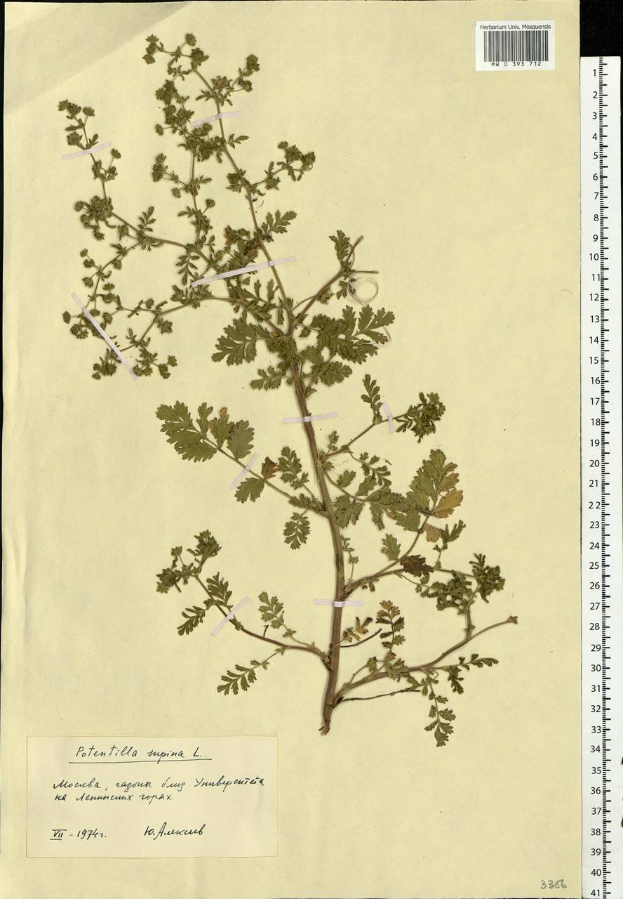 Potentilla supina L., Eastern Europe, Moscow region (E4a) (Russia)