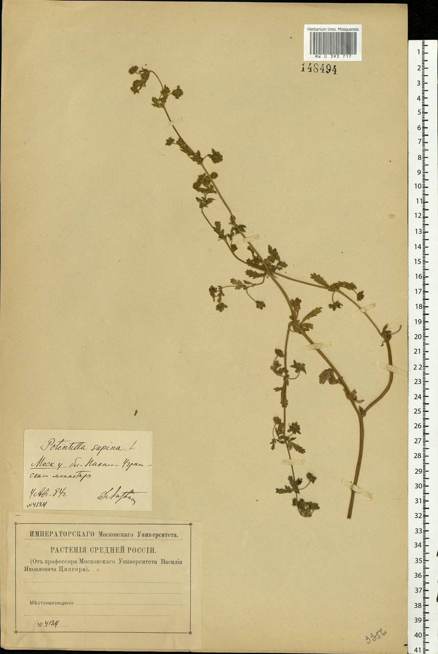 Potentilla supina L., Eastern Europe, Moscow region (E4a) (Russia)