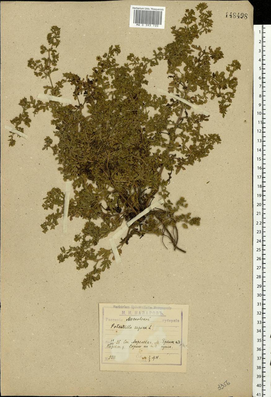 Potentilla supina L., Eastern Europe, Moscow region (E4a) (Russia)