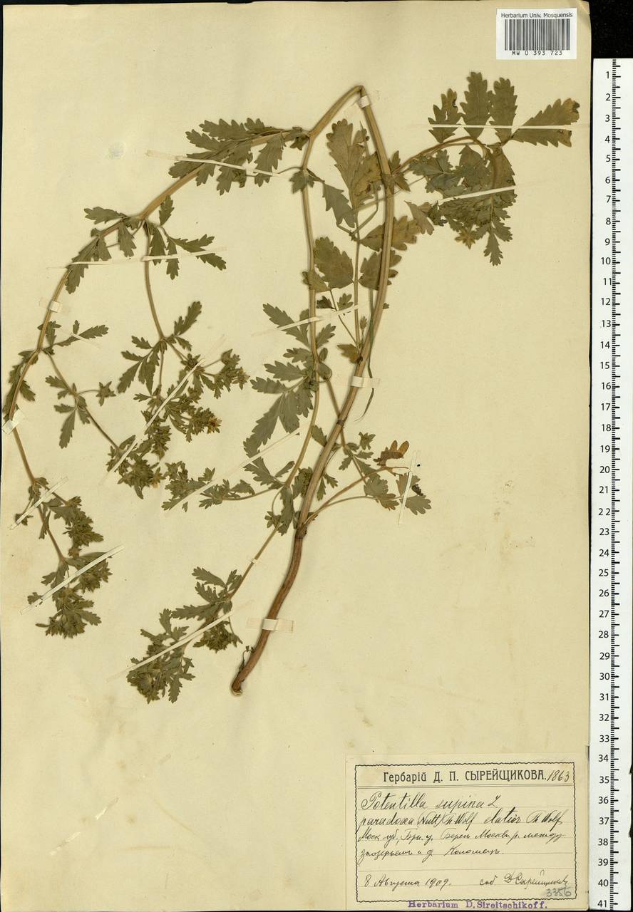 Potentilla supina L., Eastern Europe, Moscow region (E4a) (Russia)
