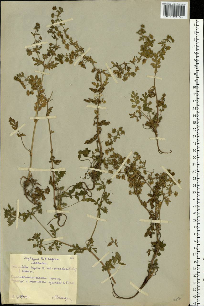 Potentilla supina L., Eastern Europe, Moscow region (E4a) (Russia)