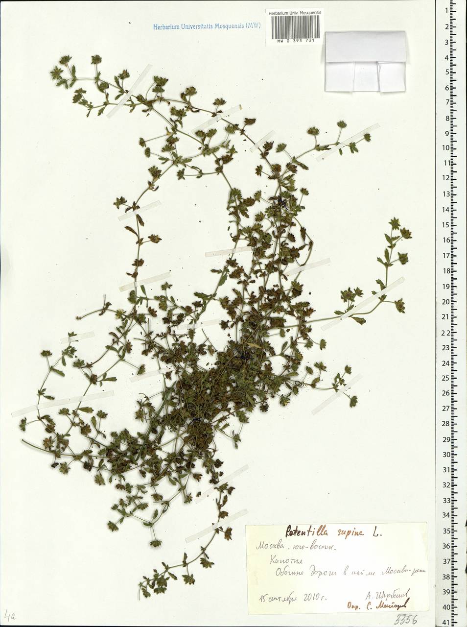 Potentilla supina L., Eastern Europe, Moscow region (E4a) (Russia)