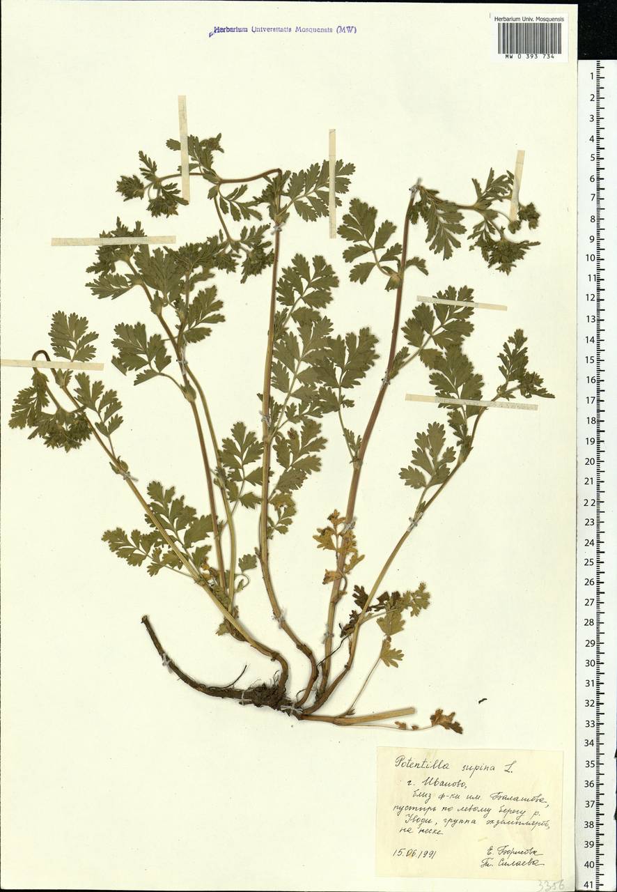 Potentilla supina L., Eastern Europe, Central forest region (E5) (Russia)