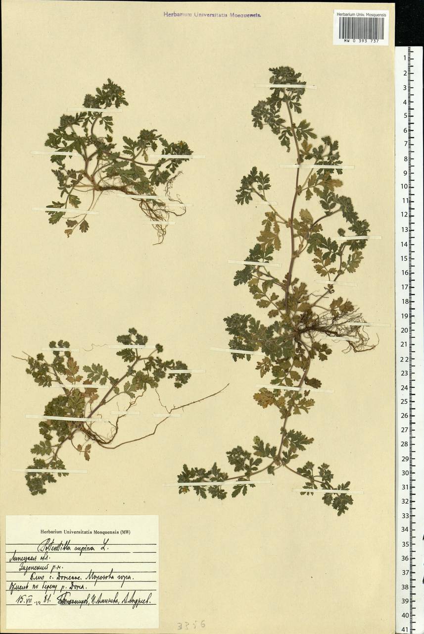 Potentilla supina L., Eastern Europe, Central forest-and-steppe region (E6) (Russia)