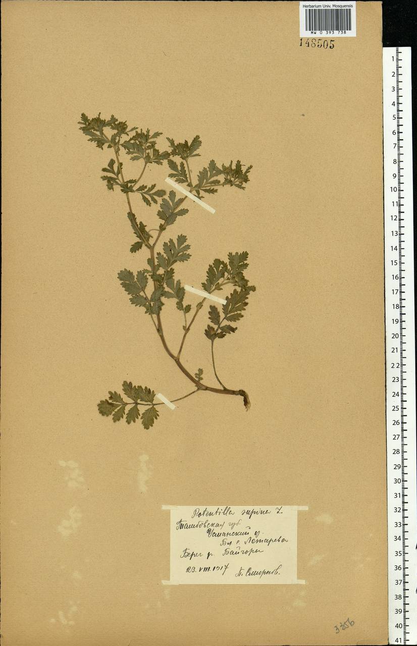 Potentilla supina L., Eastern Europe, Central forest-and-steppe region (E6) (Russia)