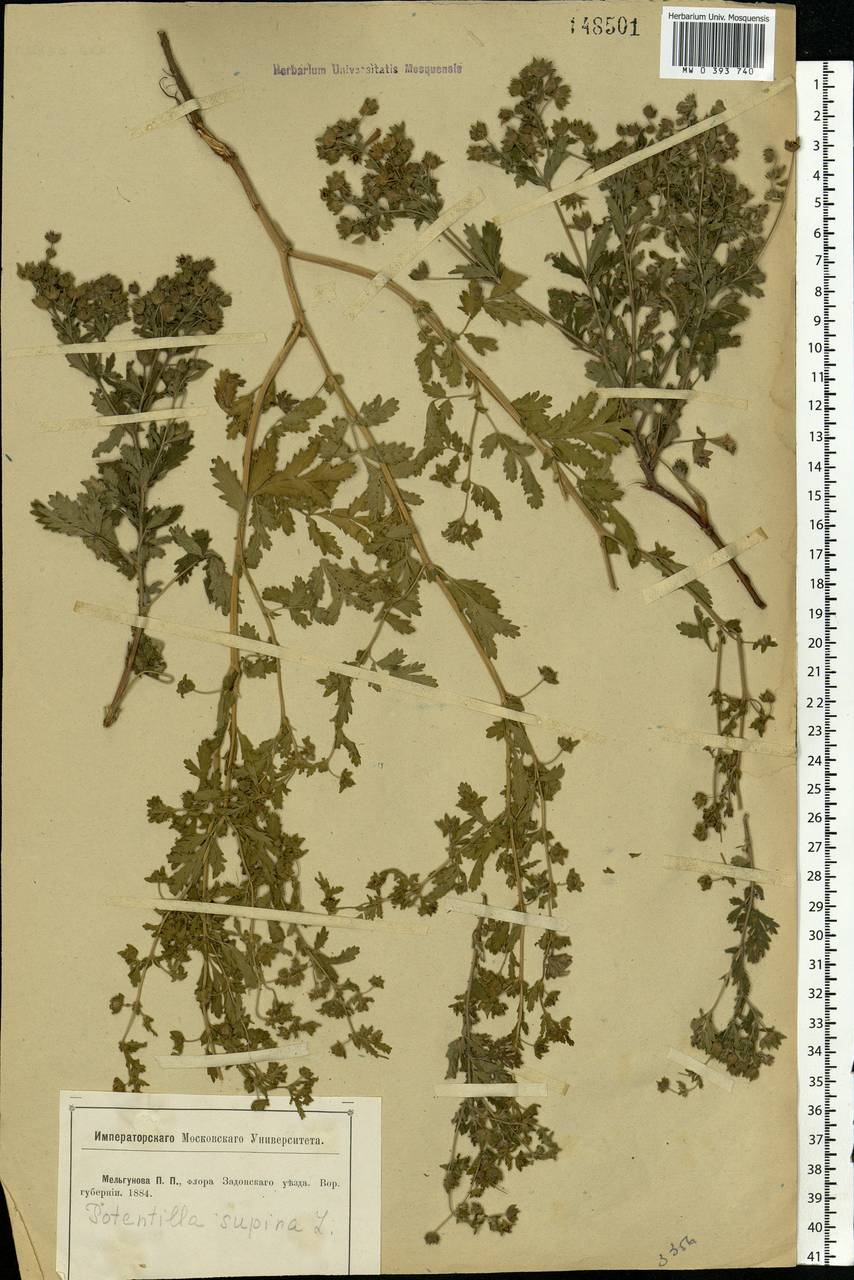 Potentilla supina L., Eastern Europe, Central forest-and-steppe region (E6) (Russia)