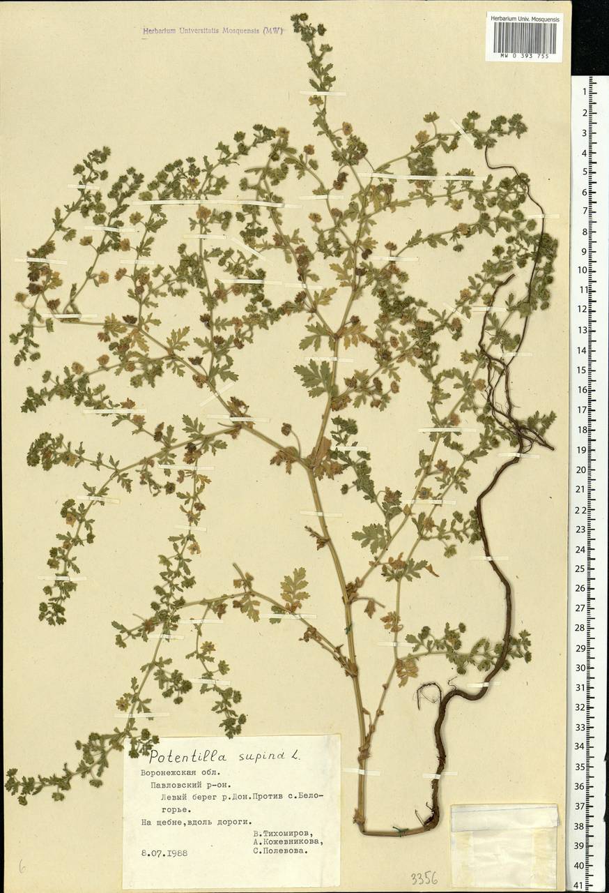 Potentilla supina L., Eastern Europe, Central forest-and-steppe region (E6) (Russia)