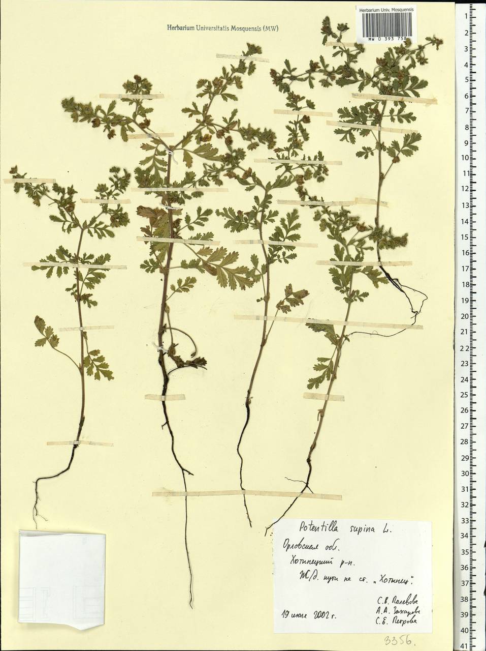 Potentilla supina L., Eastern Europe, Central forest-and-steppe region (E6) (Russia)