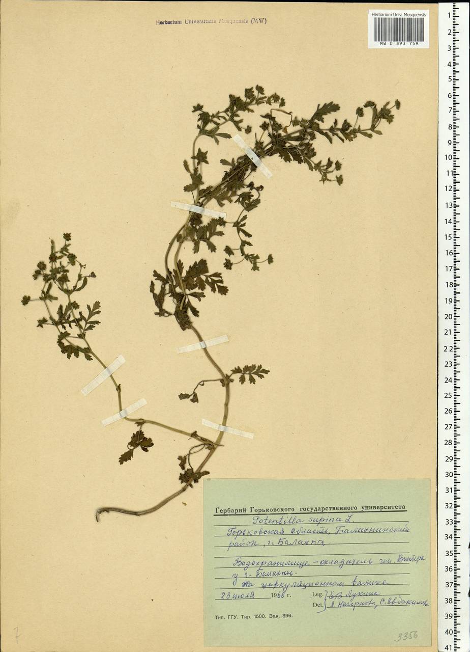 Potentilla supina L., Eastern Europe, Volga-Kama region (E7) (Russia)