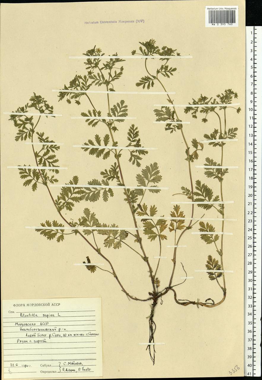 Potentilla supina L., Eastern Europe, Middle Volga region (E8) (Russia)