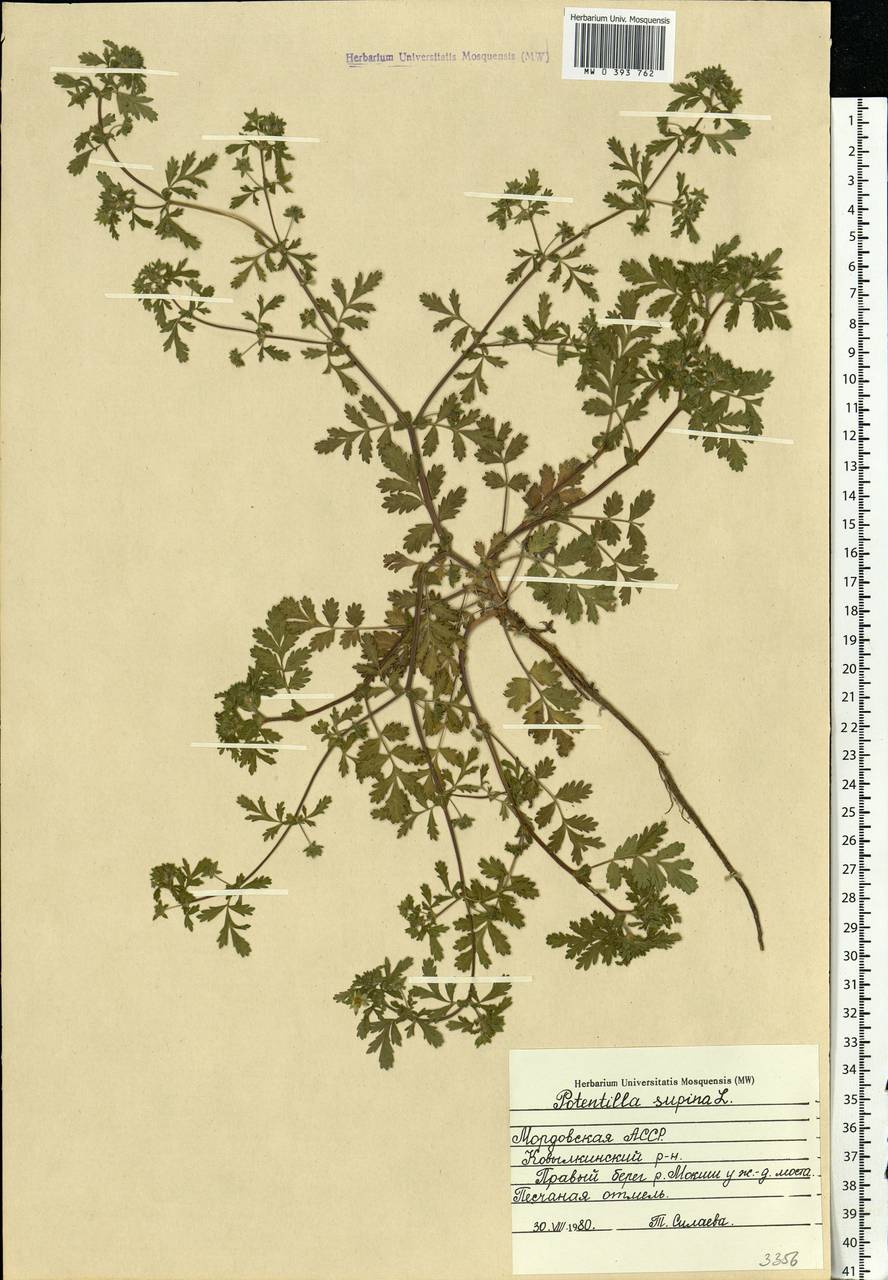 Potentilla supina L., Eastern Europe, Middle Volga region (E8) (Russia)