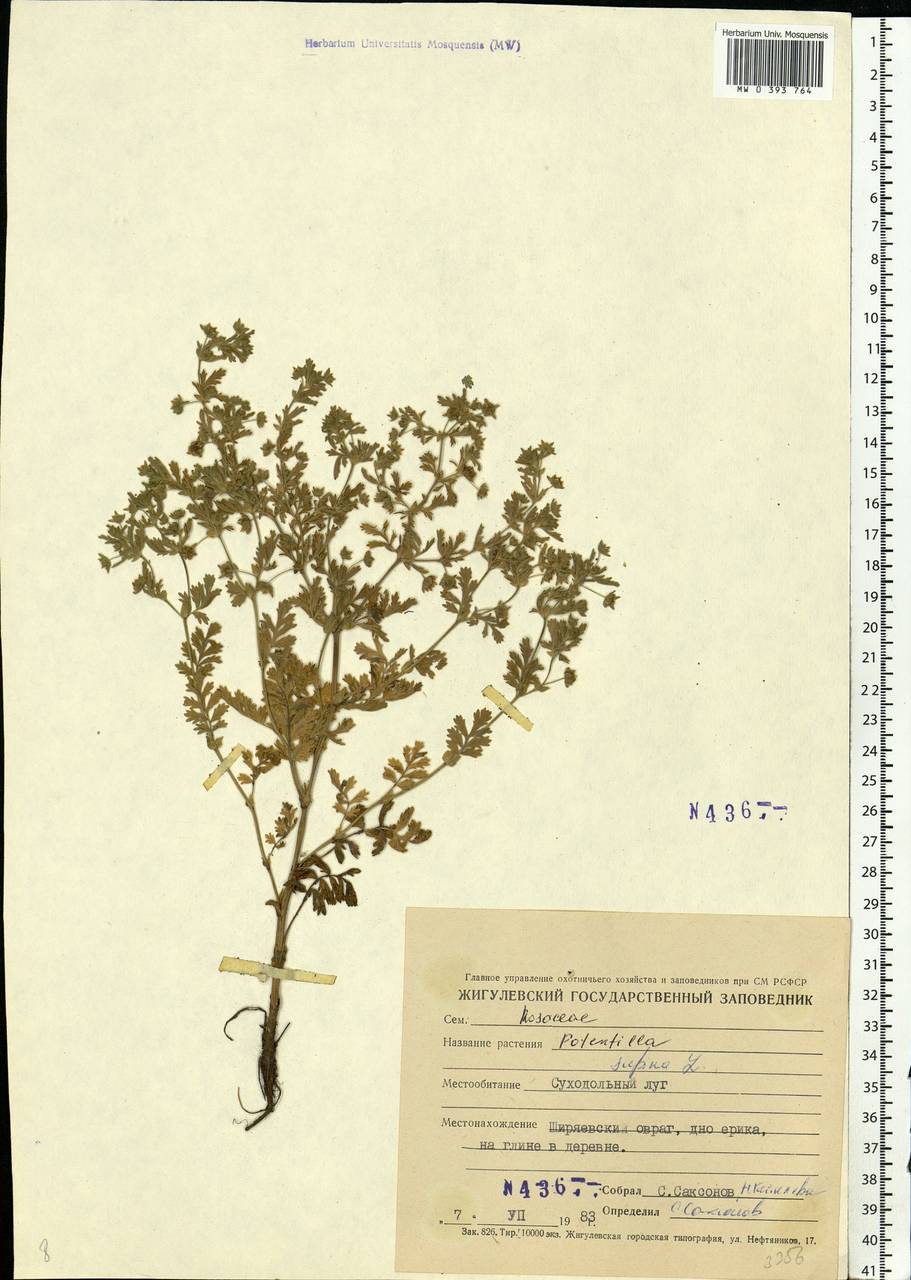 Potentilla supina L., Eastern Europe, Middle Volga region (E8) (Russia)