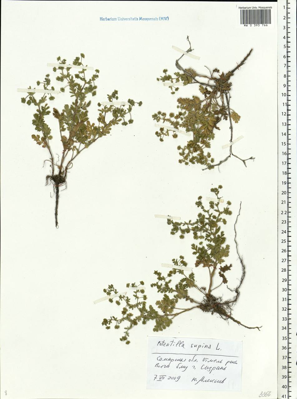 Potentilla supina L., Eastern Europe, Middle Volga region (E8) (Russia)