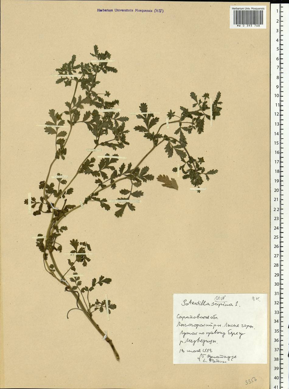 Potentilla supina L., Eastern Europe, Lower Volga region (E9) (Russia)