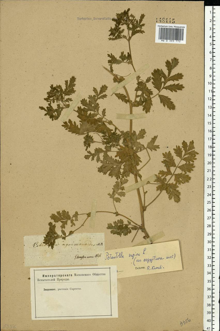 Potentilla supina L., Eastern Europe, Lower Volga region (E9) (Russia)