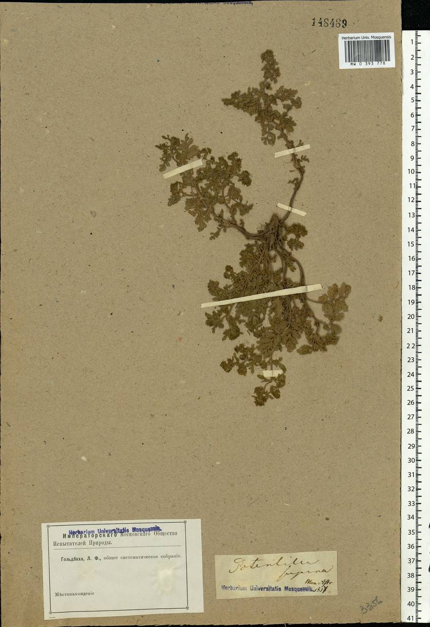 Potentilla supina L., Eastern Europe, Lower Volga region (E9) (Russia)