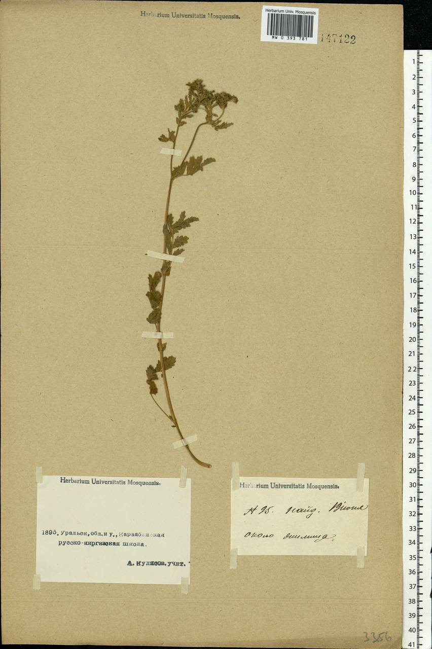 Potentilla supina L., Middle Asia, Caspian Ustyurt & Northern Aralia (M8) (Kazakhstan)