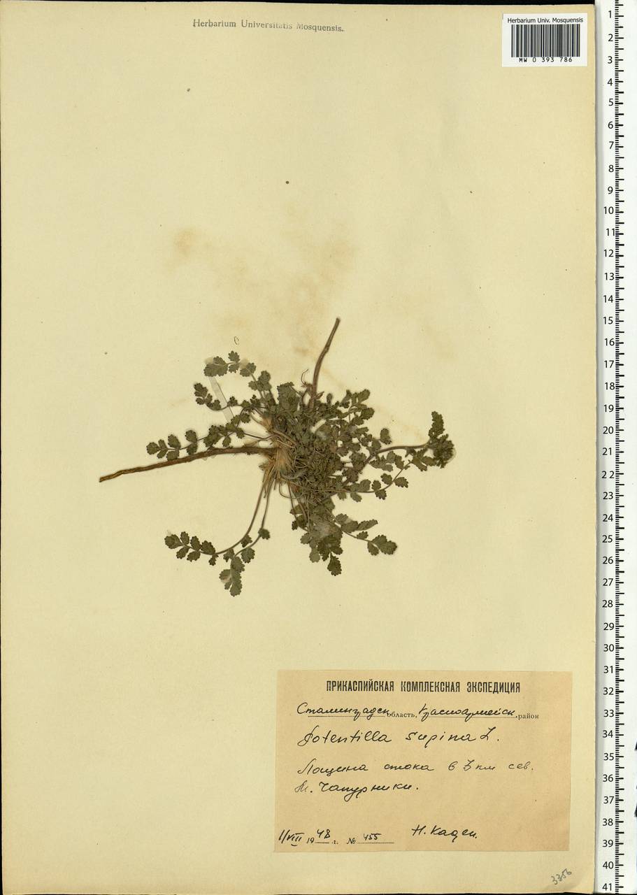 Potentilla supina L., Eastern Europe, Lower Volga region (E9) (Russia)