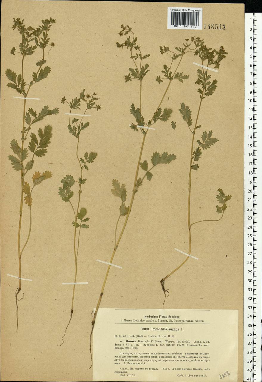 Potentilla supina L., Eastern Europe, North Ukrainian region (E11) (Ukraine)