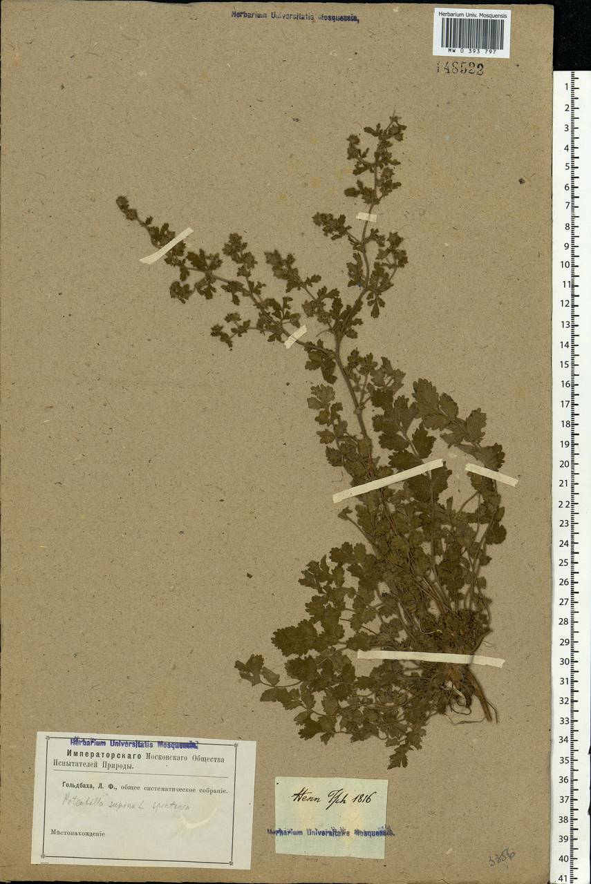 Potentilla supina L., Eastern Europe, Rostov Oblast (E12a) (Russia)