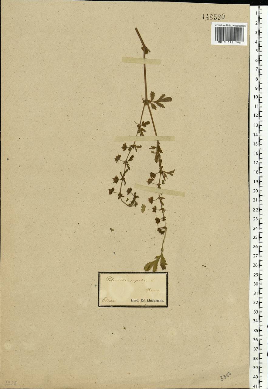 Potentilla supina L., Eastern Europe, South Ukrainian region (E12) (Ukraine)