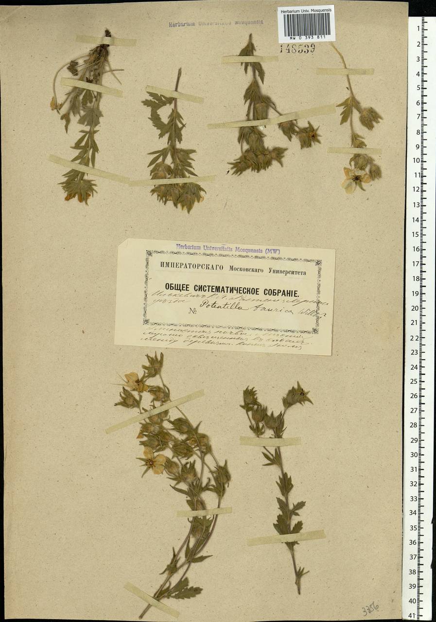 Potentilla taurica Willd. ex D. F. K. Schltdl., Eastern Europe, South Ukrainian region (E12) (Ukraine)