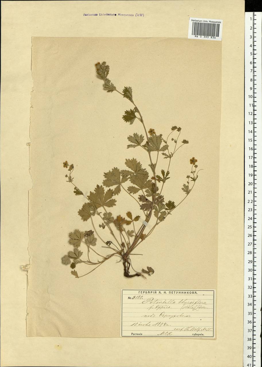 Potentilla thyrsiflora Hülsen ex Zimmeter, Eastern Europe, Moscow region (E4a) (Russia)