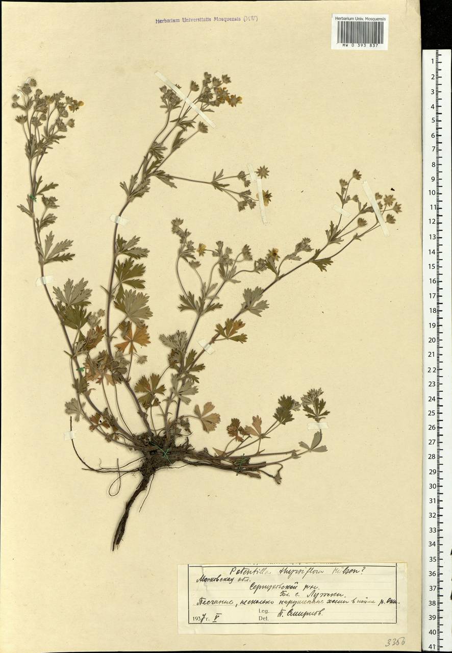 Potentilla thyrsiflora Hülsen ex Zimmeter, Eastern Europe, Moscow region (E4a) (Russia)