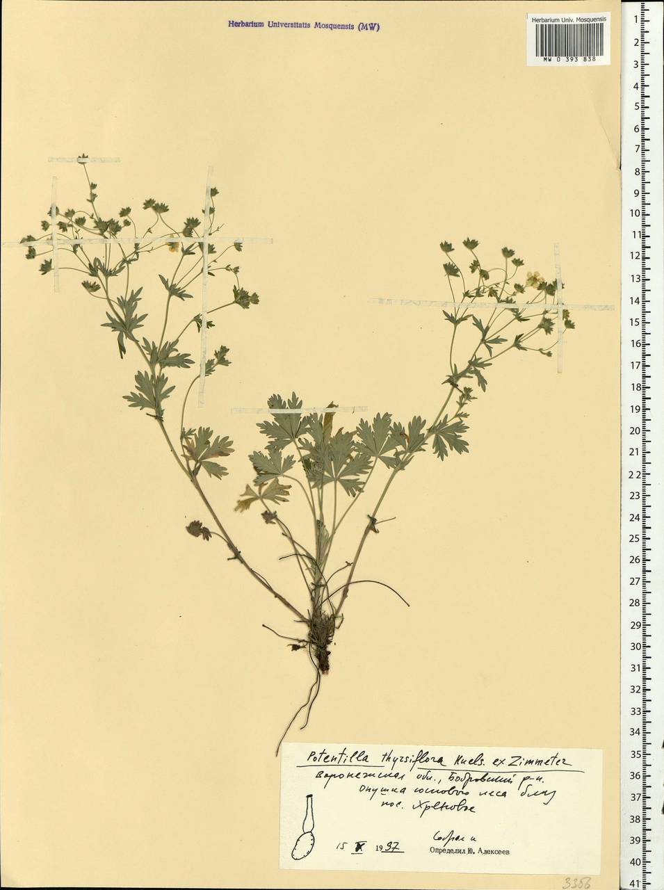 Potentilla thyrsiflora Hülsen ex Zimmeter, Eastern Europe, Central forest-and-steppe region (E6) (Russia)