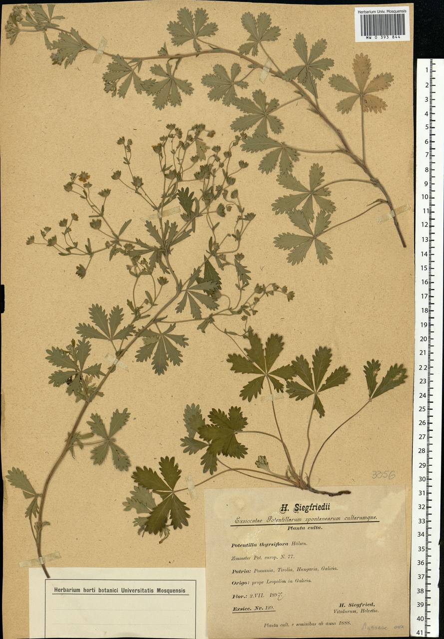 Potentilla thyrsiflora Hülsen ex Zimmeter, Eastern Europe, West Ukrainian region (E13) (Ukraine)