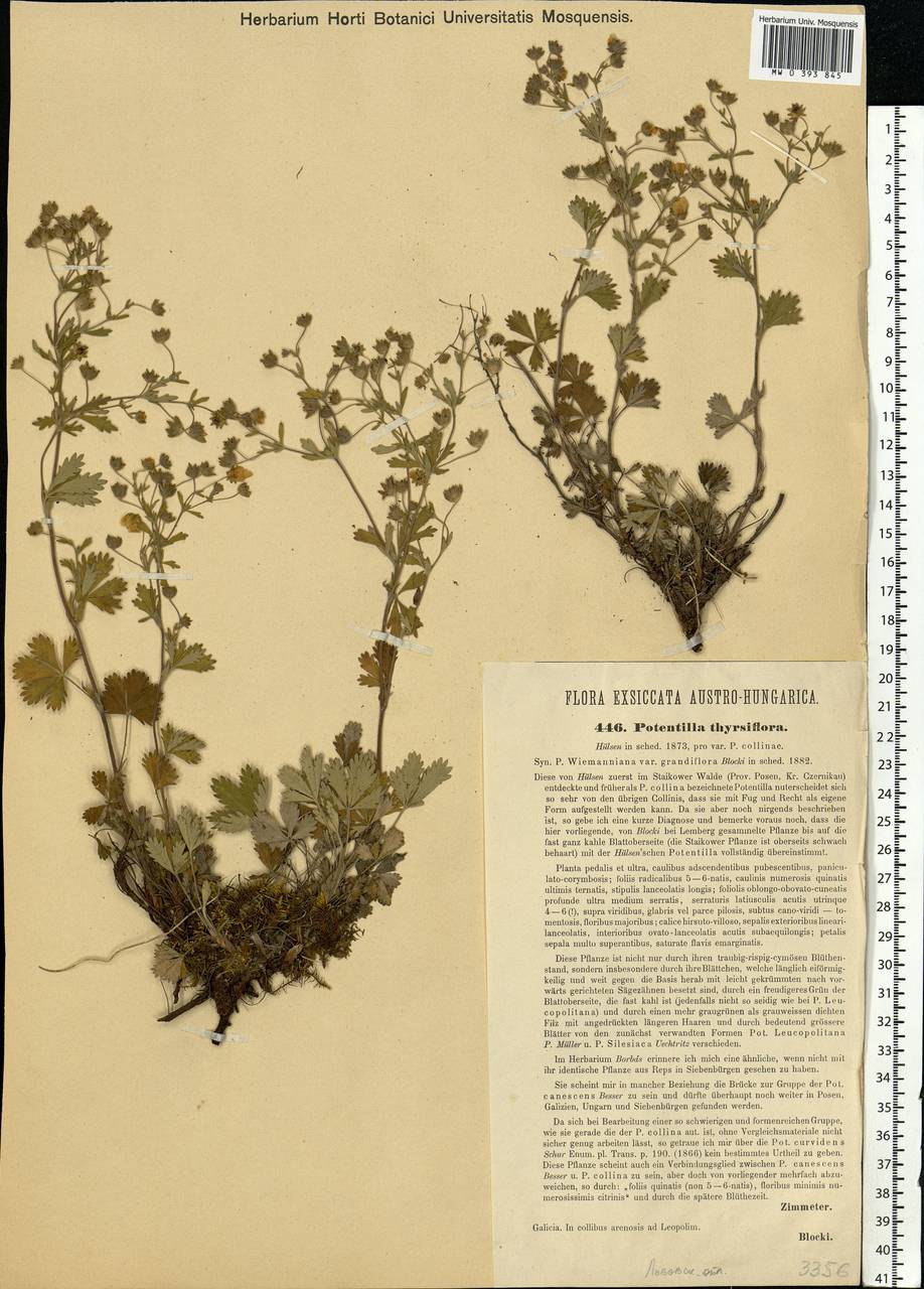 Potentilla thyrsiflora Hülsen ex Zimmeter, Eastern Europe, West Ukrainian region (E13) (Ukraine)