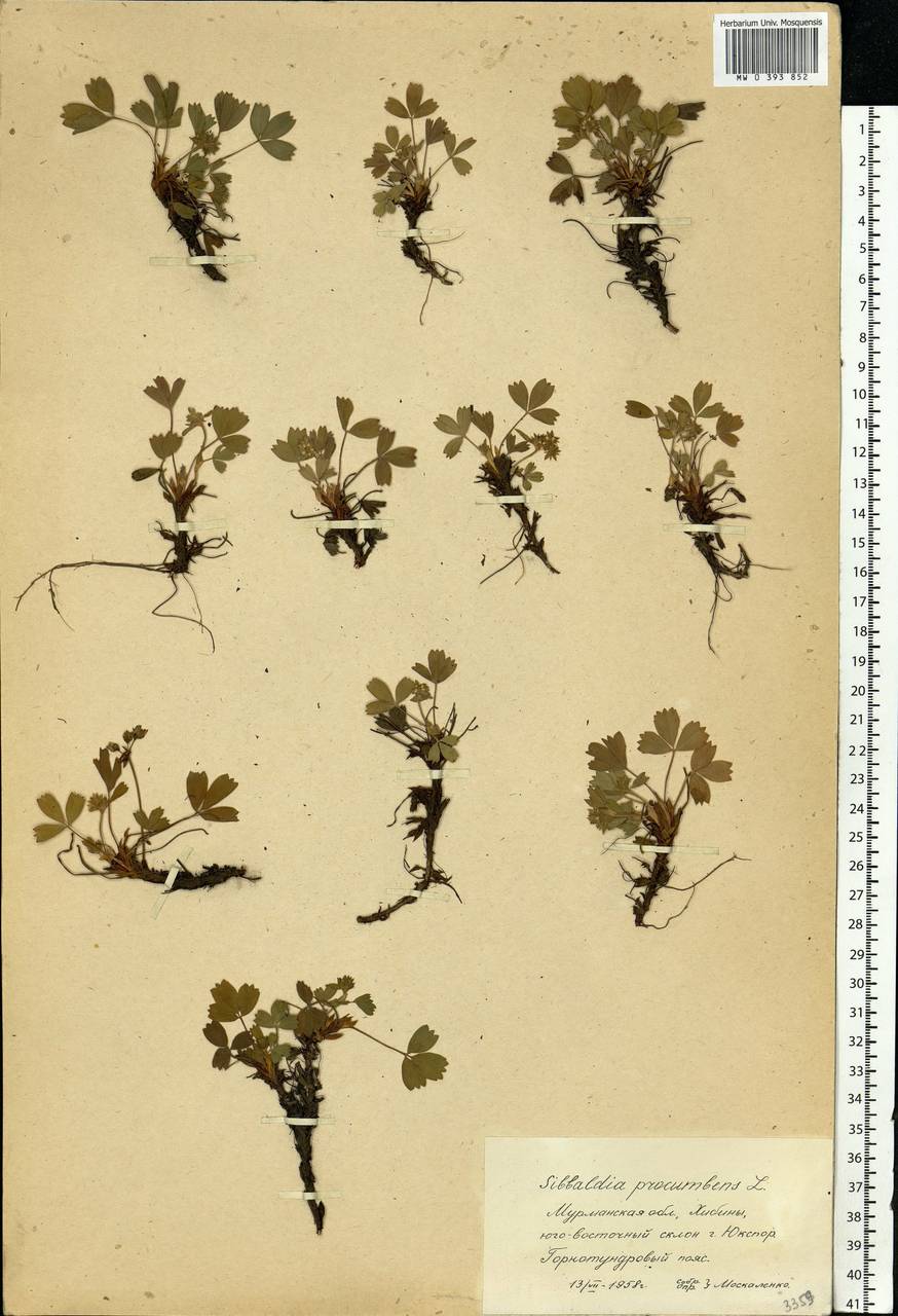 Sibbaldia procumbens L., Eastern Europe, Northern region (E1) (Russia)