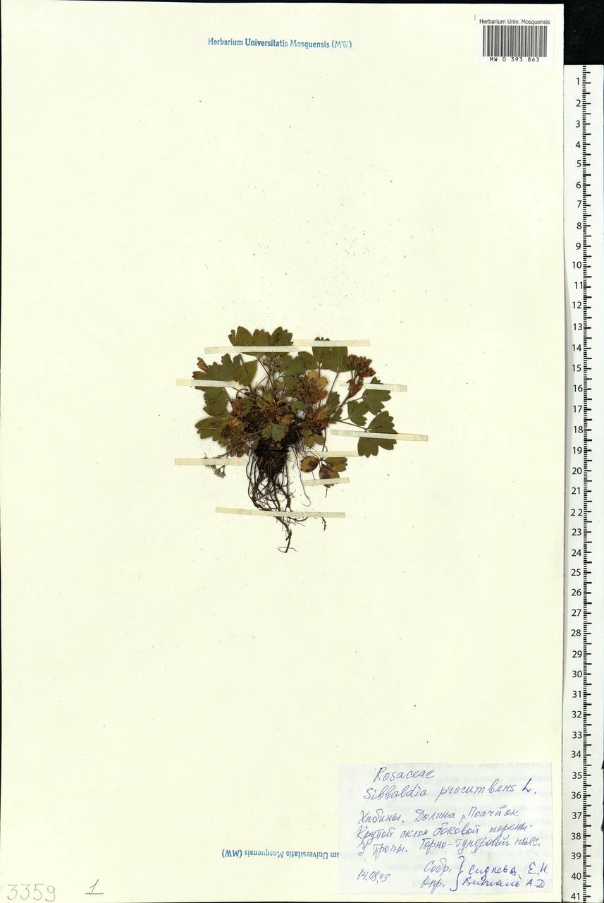 Sibbaldia procumbens L., Eastern Europe, Northern region (E1) (Russia)