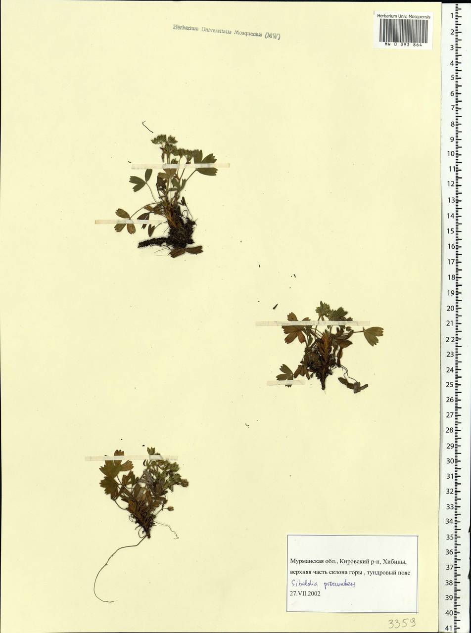 Sibbaldia procumbens L., Eastern Europe, Northern region (E1) (Russia)