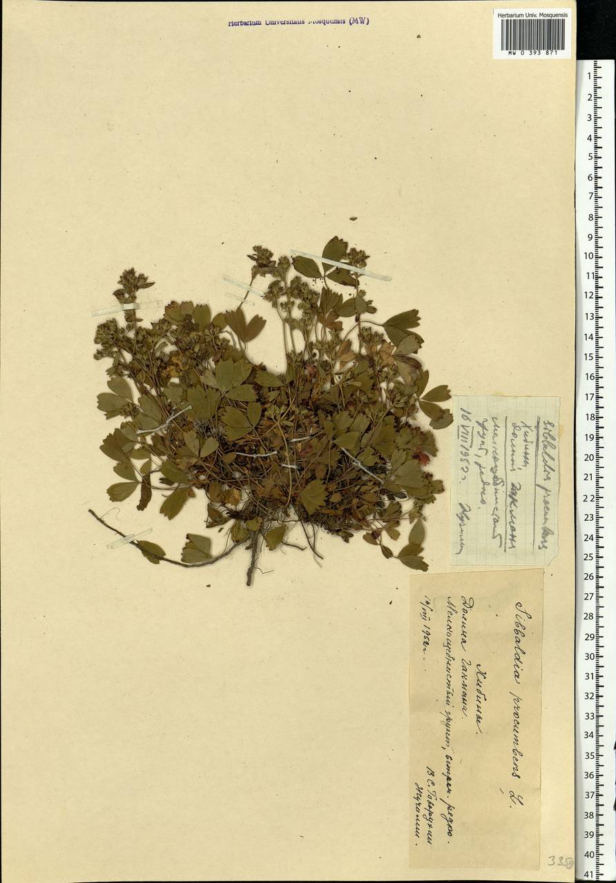 Sibbaldia procumbens L., Eastern Europe, Northern region (E1) (Russia)