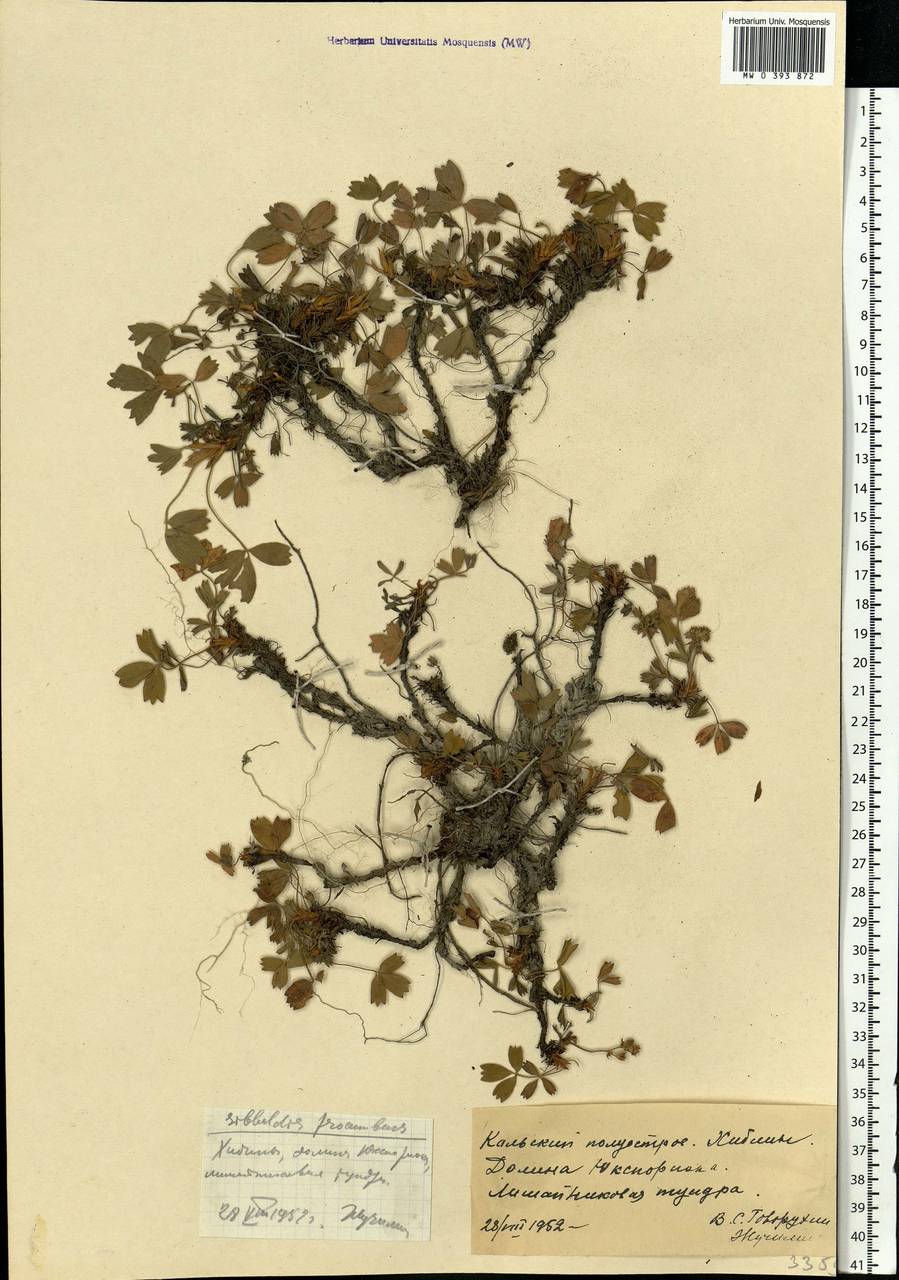 Sibbaldia procumbens L., Eastern Europe, Northern region (E1) (Russia)