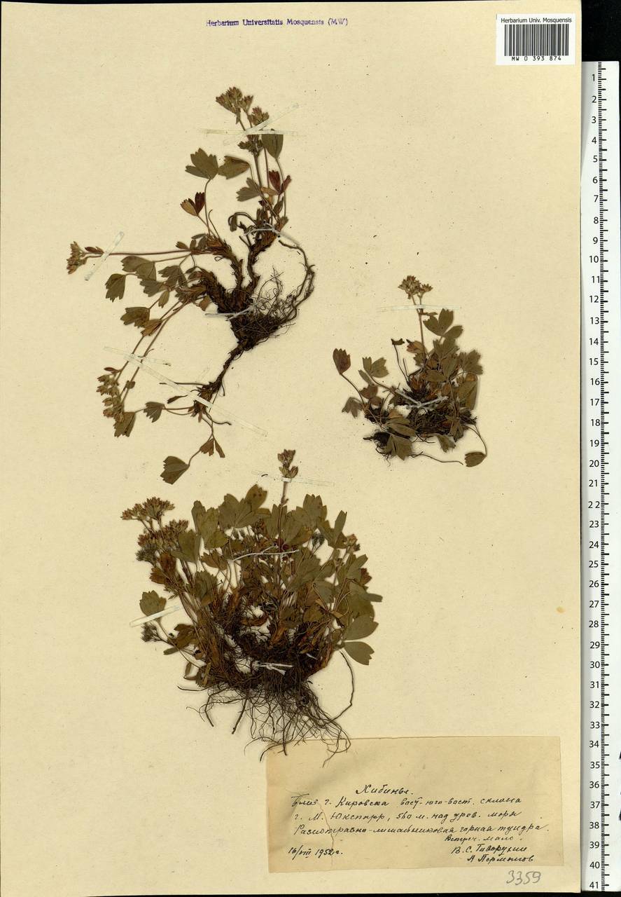Sibbaldia procumbens L., Eastern Europe, Northern region (E1) (Russia)