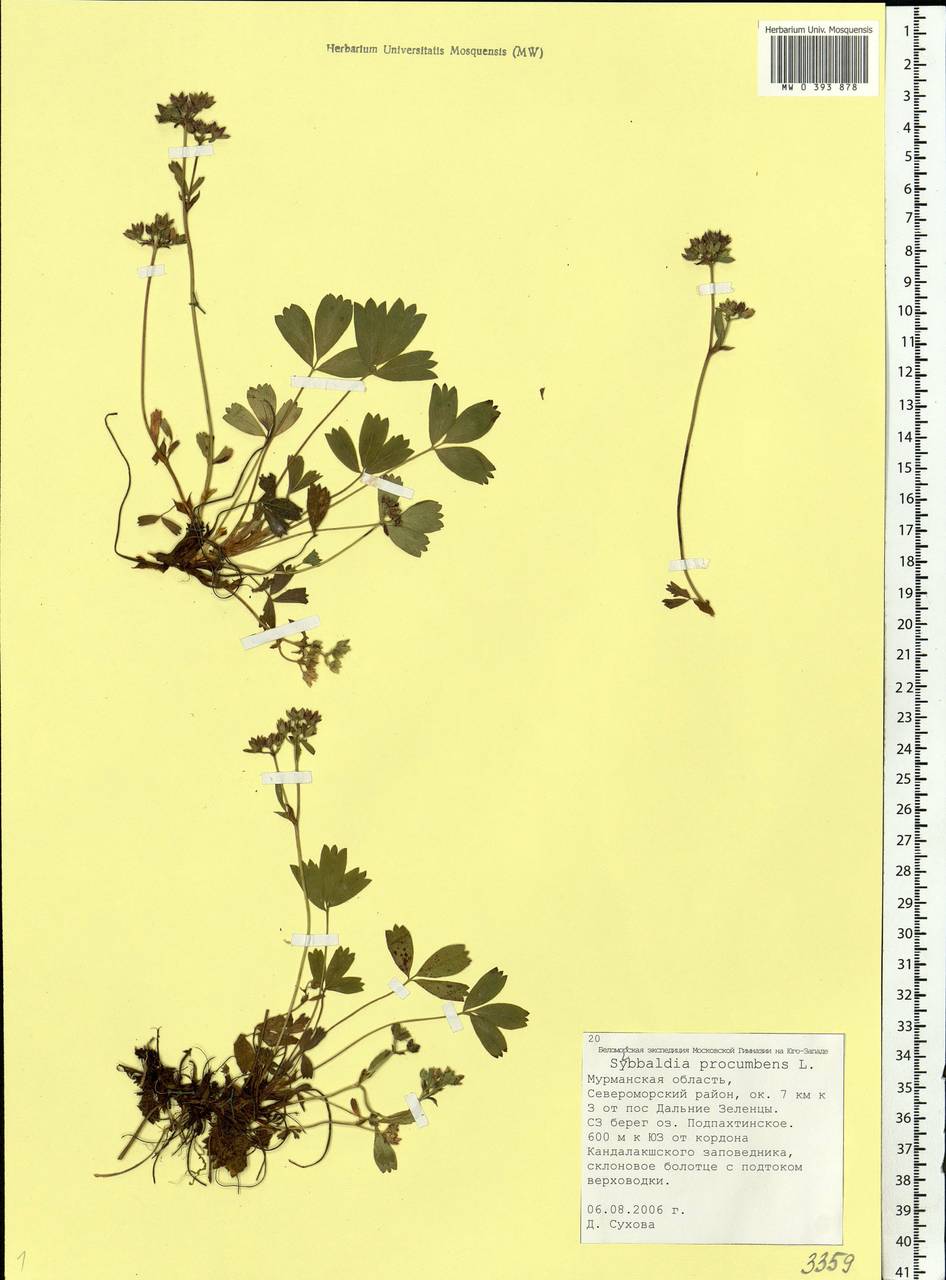 Sibbaldia procumbens L., Eastern Europe, Northern region (E1) (Russia)