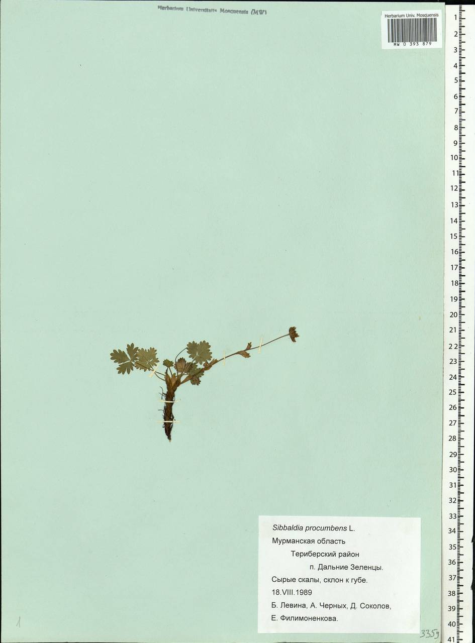 Sibbaldia procumbens L., Eastern Europe, Northern region (E1) (Russia)
