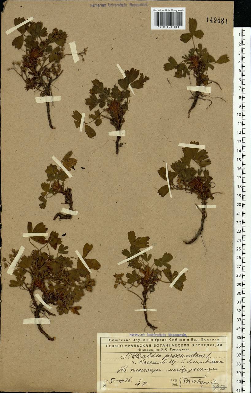 Sibbaldia procumbens L., Eastern Europe, Northern region (E1) (Russia)