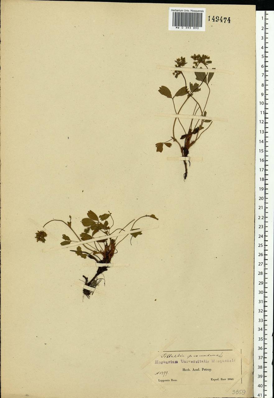 Sibbaldia procumbens L., Eastern Europe, Northern region (E1) (Russia)