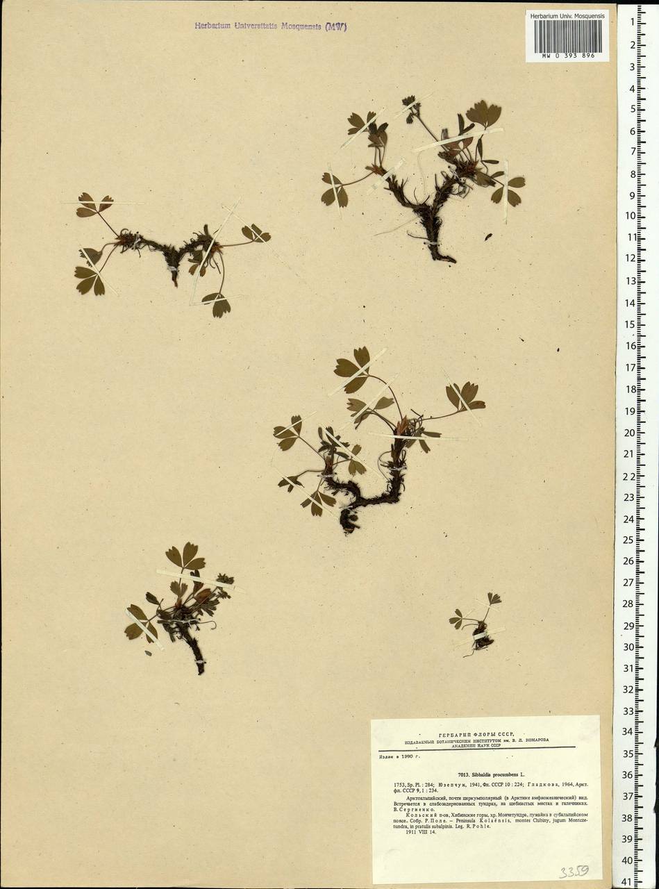 Sibbaldia procumbens L., Eastern Europe, Northern region (E1) (Russia)