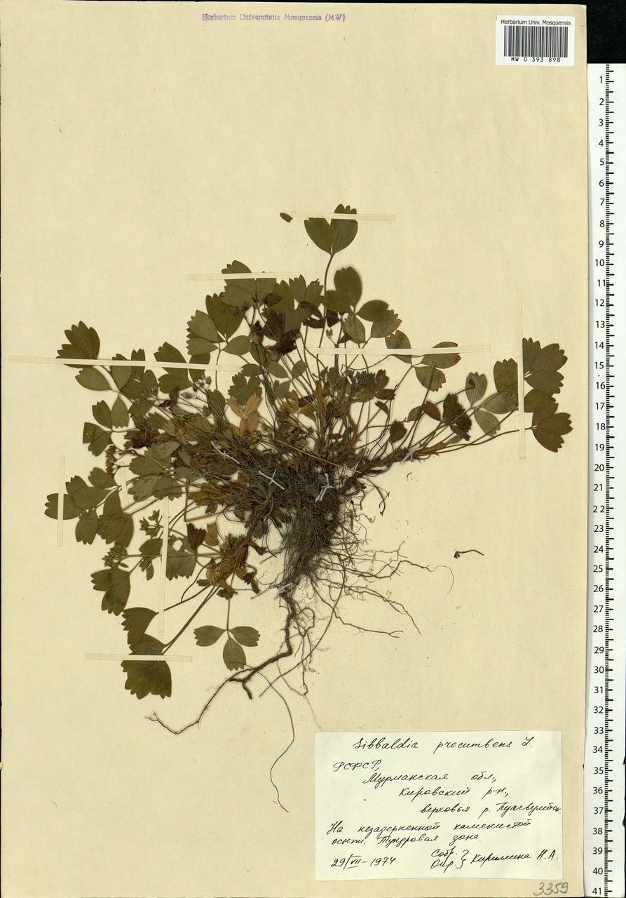 Sibbaldia procumbens L., Eastern Europe, Northern region (E1) (Russia)