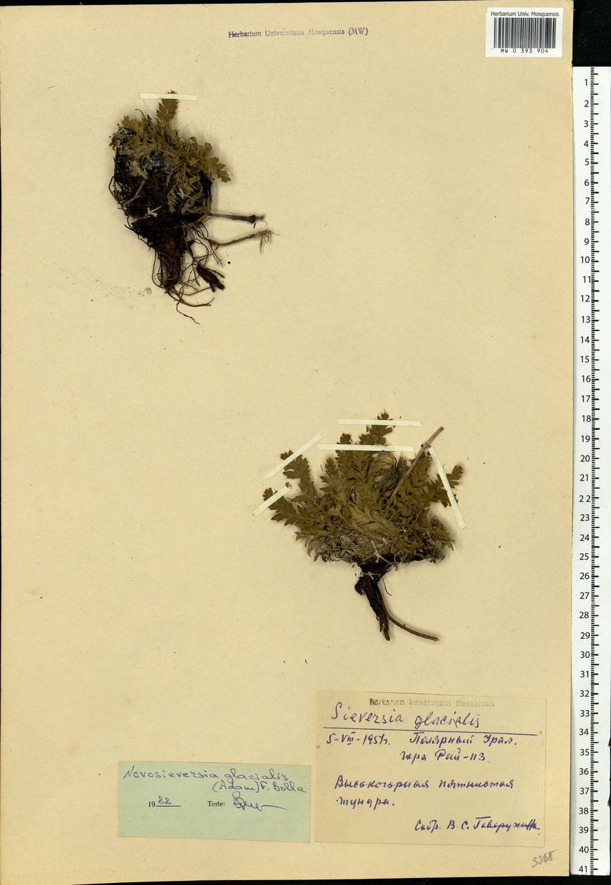 Geum glaciale Adams ex Fisch., Siberia, Western Siberia (S1) (Russia)