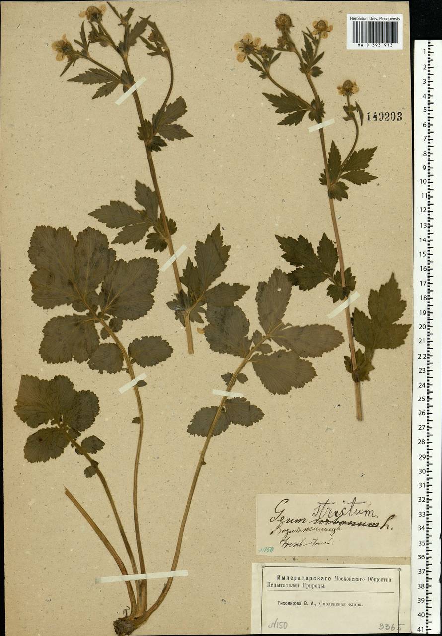 Geum aleppicum Jacq., Eastern Europe, Western region (E3) (Russia)