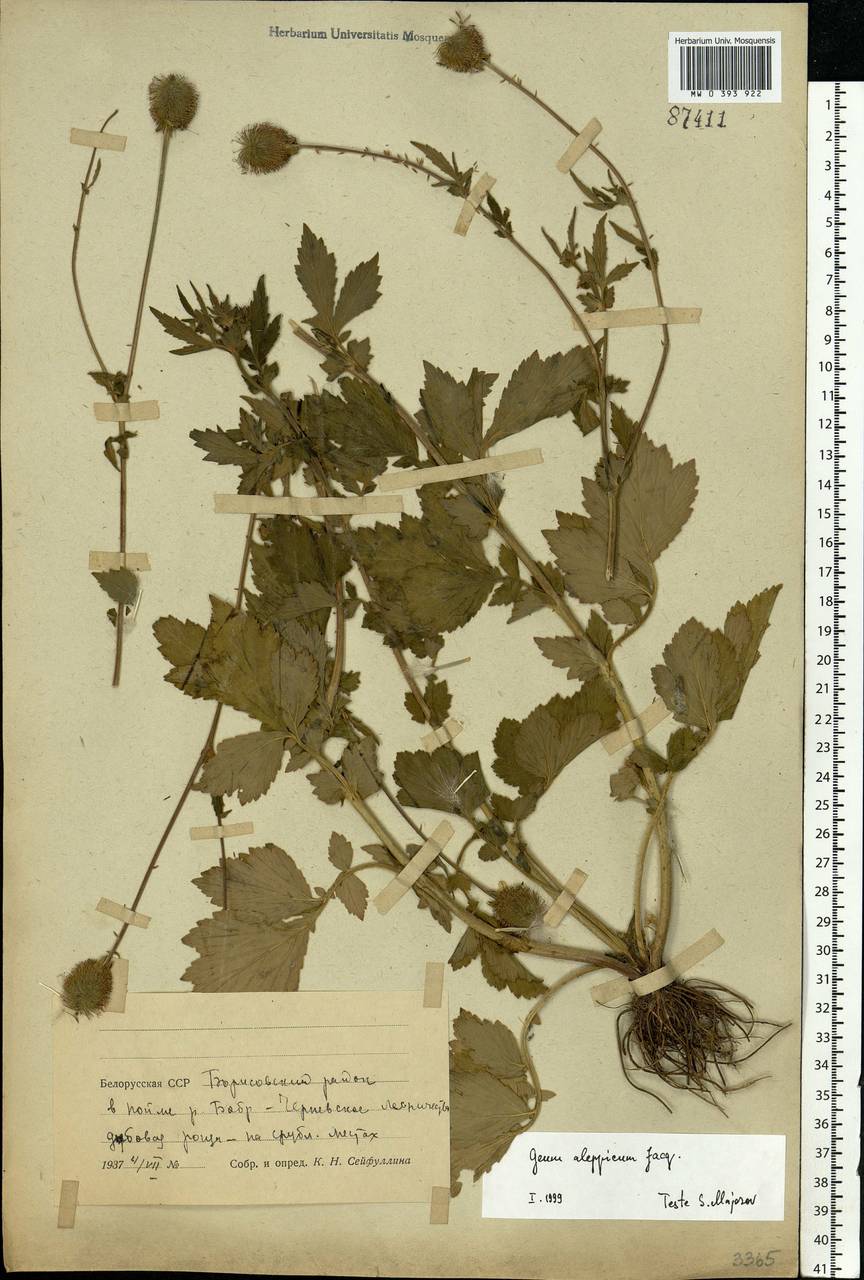Geum aleppicum Jacq., Eastern Europe, Belarus (E3a) (Belarus)