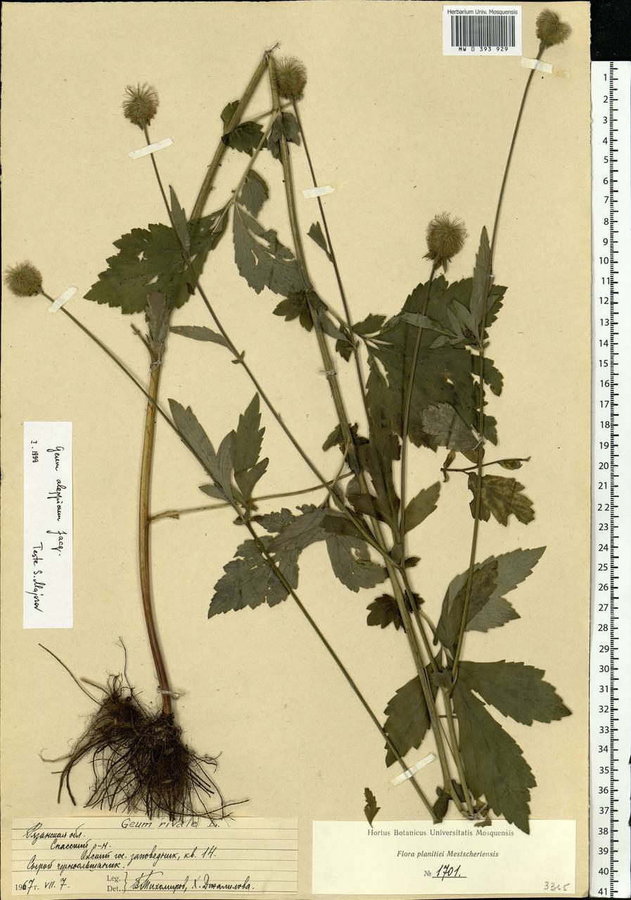 Geum aleppicum Jacq., Eastern Europe, Central region (E4) (Russia)