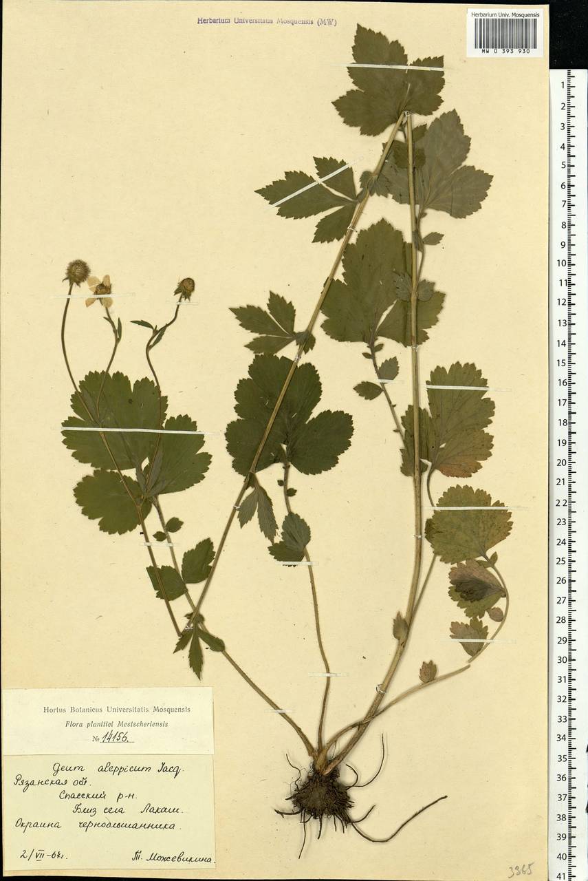 Geum aleppicum Jacq., Eastern Europe, Central region (E4) (Russia)