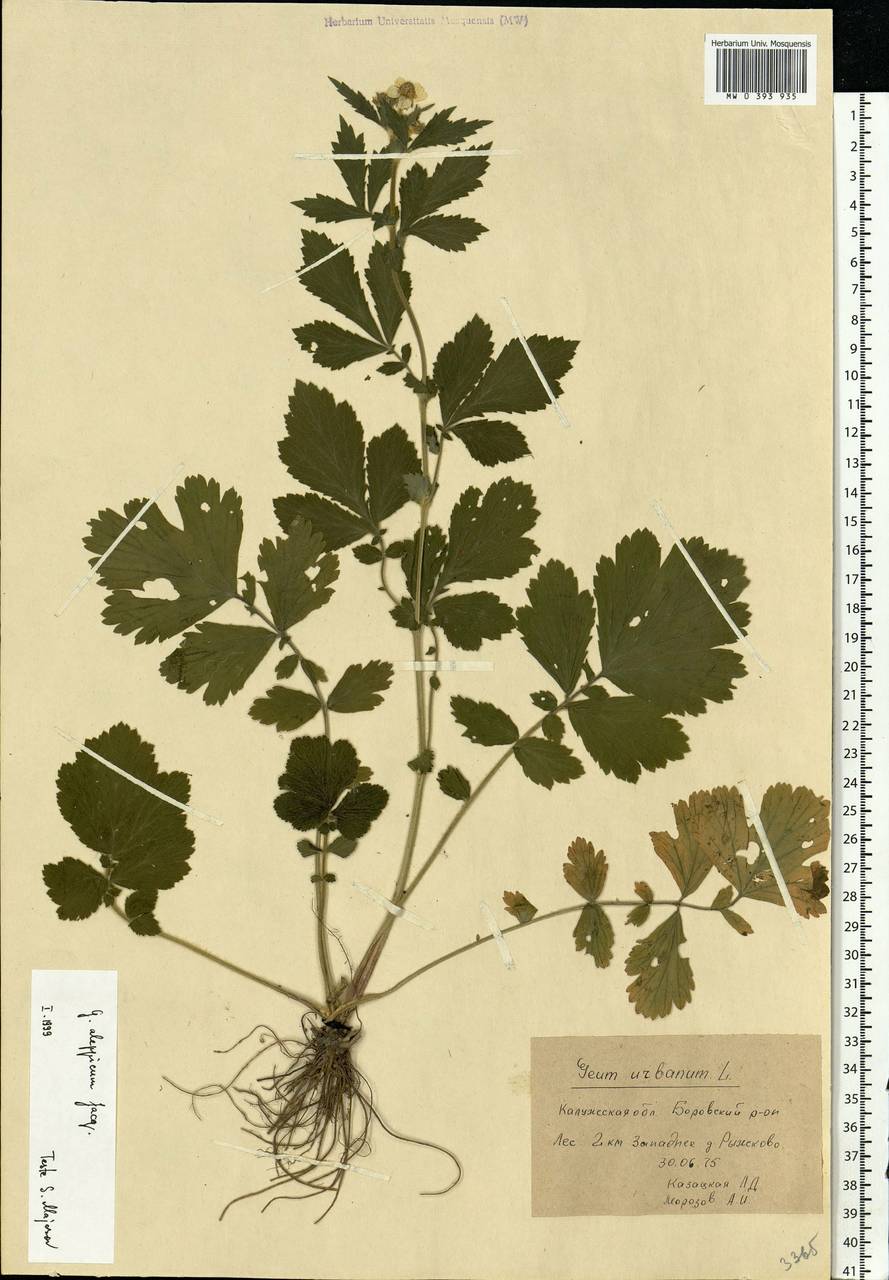 Geum aleppicum Jacq., Eastern Europe, Central region (E4) (Russia)